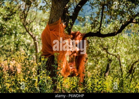 Involtini di plastica su alberi di olivo in Italia Foto Stock