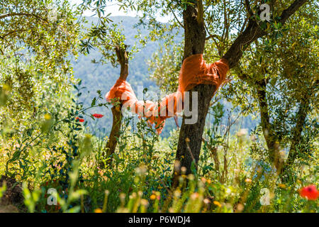 Involtini di plastica su alberi di olivo in Italia Foto Stock