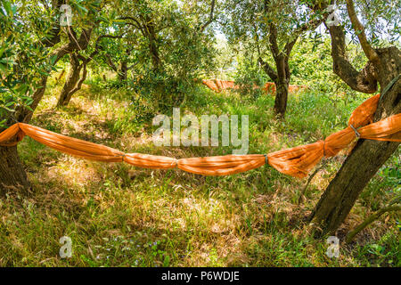 Involtini di plastica su alberi di olivo in Italia Foto Stock