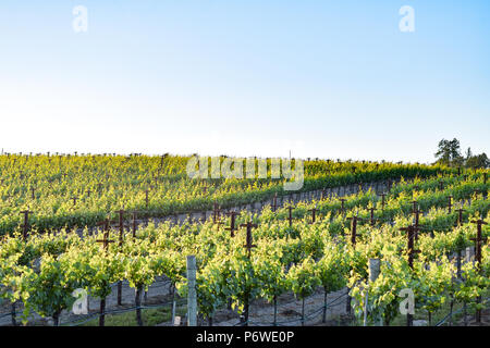 Il sole estivo lentamente set su un vigneto nel cuore della regione del vino della California vicino a Sonoma. Foto Stock