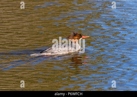 Un comune merganser (Mergus merganser) nuotare nel lago Klamath superiore, vicino a Putnam punto, Klamath Falls. Foto Stock