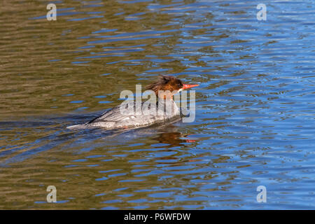 Un comune merganser (Mergus merganser) nuotare nel lago Klamath superiore, vicino a Putnam punto, Klamath Falls. Foto Stock