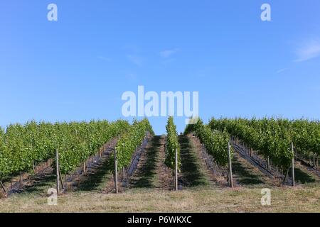 Halfpenny verde, Staffordshire, Regno Unito. 3 Luglio, 2018. Il prolungato calore estivo e sun è benefici per British vigneti. Il 30 acri a conduzione familiare vigneto in South Staffordshire produce 50-60.000 bottiglie di vino ogni anno. I vigneti non hanno bisogno di irrigazione sono molto profonde radici di rubinetto. Peter Lopeman/ Alamy Live News Foto Stock