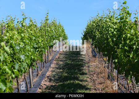 Halfpenny verde, Staffordshire, Regno Unito. 3 Luglio, 2018. Il prolungato calore estivo e sun è benefici per British vigneti. Il 30 acri a conduzione familiare vigneto in South Staffordshire produce 50-60.000 bottiglie di vino ogni anno. I vigneti non hanno bisogno di irrigazione sono molto profonde radici di rubinetto. Peter Lopeman/ Alamy Live News Foto Stock