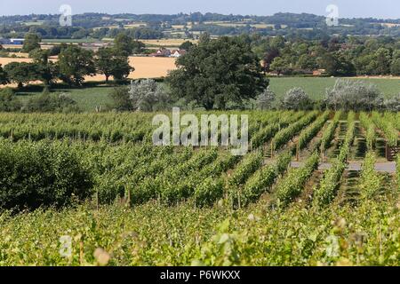 Halfpenny verde, Staffordshire, Regno Unito. 3 Luglio, 2018. Il prolungato calore estivo e sun è benefici per British vigneti. Il 30 acri a conduzione familiare vigneto in South Staffordshire produce 50-60.000 bottiglie di vino ogni anno. I vigneti non hanno bisogno di irrigazione sono molto profonde radici di rubinetto. Peter Lopeman/ Alamy Live News Foto Stock