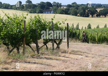 Halfpenny verde, Staffordshire, Regno Unito. 3 Luglio, 2018. Il prolungato calore estivo e sun è benefici per British vigneti. Il 30 acri a conduzione familiare vigneto in South Staffordshire produce 50-60.000 bottiglie di vino ogni anno. I vigneti non hanno bisogno di irrigazione sono molto profonde radici di rubinetto. Peter Lopeman/ Alamy Live News Foto Stock