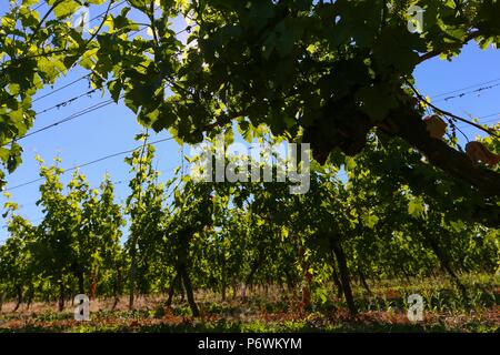 Halfpenny verde, Staffordshire, Regno Unito. 3 Luglio, 2018. Il prolungato calore estivo e sun è benefici per British vigneti. Il 30 acri a conduzione familiare vigneto in South Staffordshire produce 50-60.000 bottiglie di vino ogni anno. I vigneti non hanno bisogno di irrigazione sono molto profonde radici di rubinetto. Peter Lopeman/ Alamy Live News Foto Stock