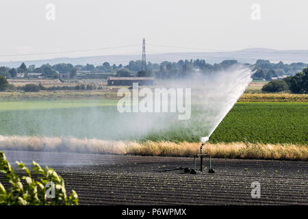 Burscough, Lancashire. Regno Unito Meteo. 03/07/2018. Cerchio di irrigazione, o di irrigazione a perno centrale con gli agricoltori di irrigazione colture arida e nuovi campi coltivati. L'acqua è fornita dal vicino a Leeds Liverpool canal e pompata verso lo spruzzatore dal trattore. Credito: MediaWorldImages/AlamyLiveNews. Foto Stock