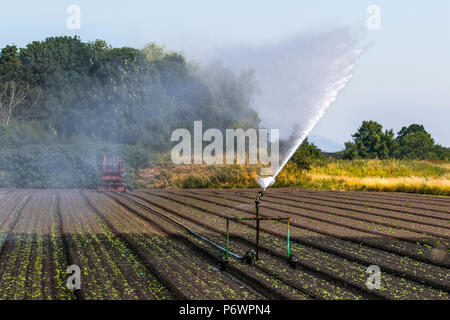 Burscough, Lancashire. Regno Unito Meteo. 03/07/2018. Cerchio di irrigazione, o di irrigazione a perno centrale con gli agricoltori di irrigazione colture arida e nuovi campi coltivati. L'acqua è fornita dal vicino a Leeds Liverpool canal e pompata verso lo spruzzatore dal trattore. Credito: MediaWorldImages/AlamyLiveNews. Foto Stock