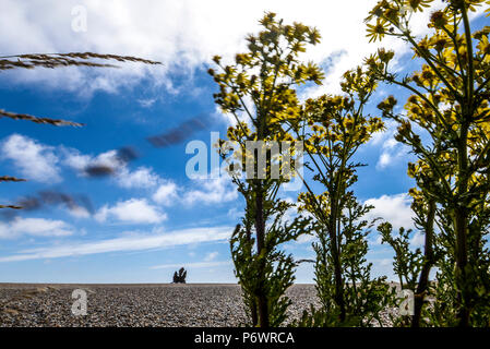 La scultura smerlo chiamato sulla spiaggia di Aldeburgh, Suffolk, Regno Unito, è dedicata a Benjamin Britten, abituati a camminare lungo la spiaggia nel pomeriggio. Creato da acciaio inossidabile di Suffolk-basato artista Maggi Hambling Foto Stock