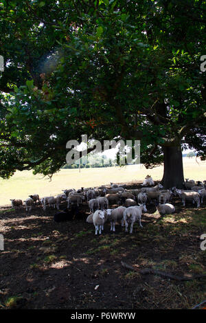 Otley, nello Yorkshire, Regno Unito. 3 Luglio 2018 come l'ondata di caldo continua questo gregge di pecore e una mucca solitaria hanno preso rifugio dal caldo sole del pomeriggio sotto l'ombra di un albero a Otley, Yorkshire. Credito: Andrew Gardner/Alamy Live News Foto Stock