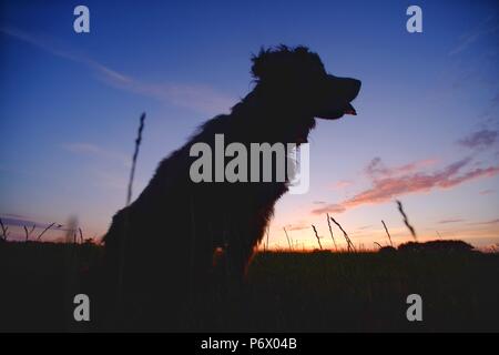 Mature, East Sussex, Regno Unito. Il 3° luglio 2018. Un cocker spaniel godendo di una passeggiata serale al tramonto dopo un altro giorno di sole in East Sussex © Peter Cripps/Alamy Live News Foto Stock