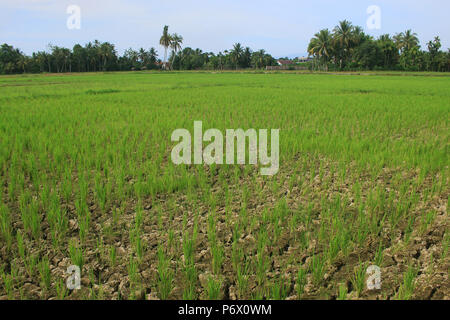 Meulaboh, Aceh, Indonesia. 3 Luglio, 2018. Una vista di campi di riso colpiti dalla siccità.Una siccità e irregolare meteo hit Aceh il 28 luglio 2017 e diverse altre province in Indonesia hanno indotto per ritagliare i guasti e gli incendi boschivi. Credito: Mimi Saputra SOPA/images/ZUMA filo/Alamy Live News Foto Stock