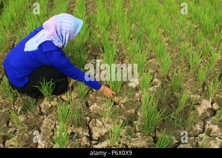 Meulaboh, Aceh, Indonesia. 3 Luglio, 2018. Una femmina di agricoltore pesti di pulizia sui campi di riso colpita dalla siccità.Una siccità e irregolare meteo hit Aceh il 28 luglio 2017 e diverse altre province in Indonesia hanno indotto per ritagliare i guasti e gli incendi boschivi. Credito: Mimi Saputra SOPA/images/ZUMA filo/Alamy Live News Foto Stock