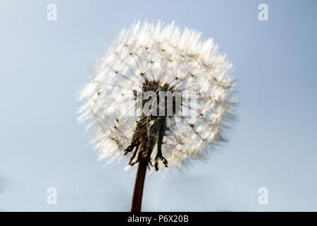 Tarassaco - Taraxacum - orologio mostra semi contro il cielo. Foto Stock