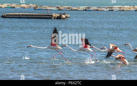 Un gregge di maggiore Fenicotteri rosa - Phoenicopterus Roseus - il decollo dalla baia a Luderitz Foto Stock