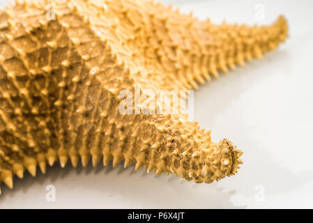 Starfish in studio con sfondo bianco Foto Stock