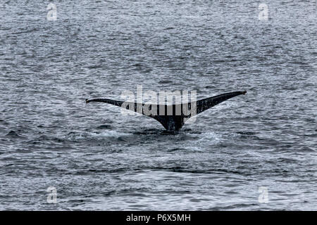 Humpback Whale, Juneau, Alaska, STATI UNITI D'AMERICA, lunedì, 21 maggio 2018. Foto Stock