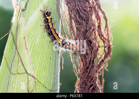 Moth caterpillar di indiani subcontinet su di una varietà di mais Foto Stock