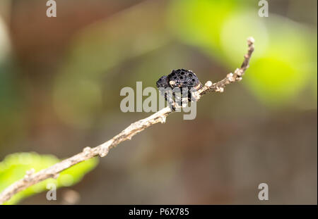 Vitigno nero curculione o beetle, Otiorhynchus sulcatus, ampio curculione naso Foto Stock