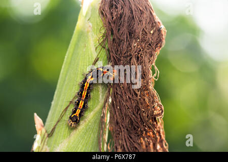 Moth caterpillar di indiani subcontinet su di una varietà di mais Foto Stock