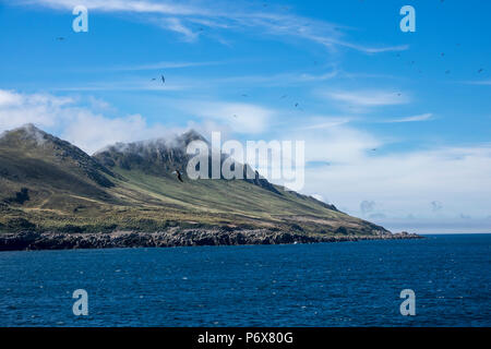 Un gregge di black-browed albatross battenti vicino alla colonia in Steeple Jason Isola, Isole Falkland Foto Stock