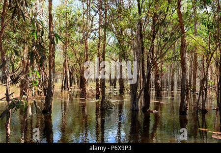 Vista di una palude paperbark, Cape York Peninsula, estremo Nord Queensland, FNQ, QLD, Australia Foto Stock