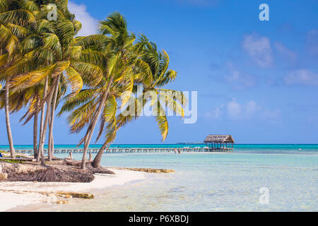 Cuba, Jardines del Rey, Cayo Guillermo, Playa El Paso, palme sulla spiaggia di sabbia bianca Foto Stock