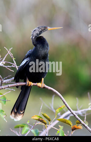 Anhinga, adulti sul ramo, Wakodahatchee zone umide, Delray Beach, Florida, Stati Uniti d'America, anhinga anhinga Foto Stock