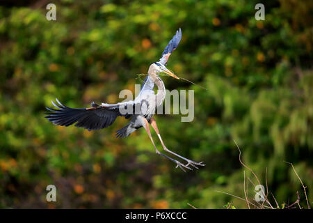 Airone blu, adulti battenti con materiale di nidificazione, Wakodahatchee zone umide, Delray Beach, Florida, Stati Uniti d'America, Ardea erodiade Foto Stock