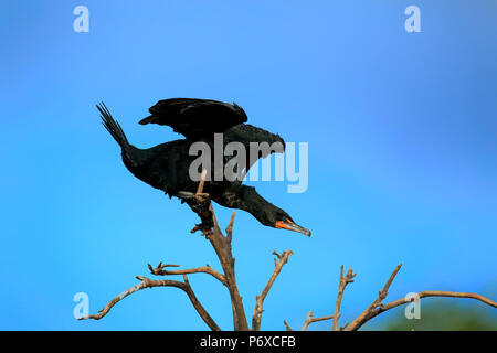 Cormorano Neotropic, olivaceous cormorano, Wakodahatchee zone umide, Delray Beach, Florida, Stati Uniti d'America, Phalacrocorax brasilianus Foto Stock