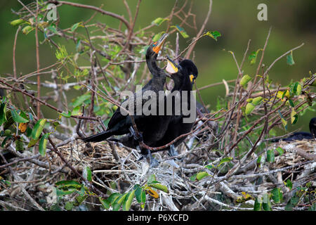 Cormorano Neotropic, olivaceous cormorano, Wakodahatchee zone umide, Delray Beach, Florida, Stati Uniti d'America, Phalacrocorax brasilianus Foto Stock