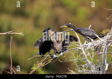 Cormorano Neotropic, olivaceous cormorano, Wakodahatchee zone umide, Delray Beach, Florida, Stati Uniti d'America, Phalacrocorax brasilianus Foto Stock