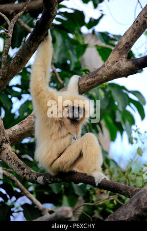 White-Handed gibbone, femmina adulta sull albero, Asia sud-orientale, Asia, Hylobates lar Foto Stock