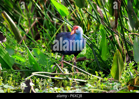 American pollo sultano, adulto, Wakodahatchee zone umide, Delray Beach, Florida, Stati Uniti d'America, Porphyrio martinicus Foto Stock