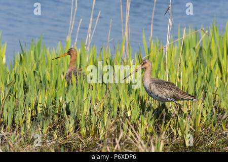 Nero-tailed godwits, coppia, il parco nazionale Duinen van Texel, texel, Paesi Bassi Limosa limosa Foto Stock