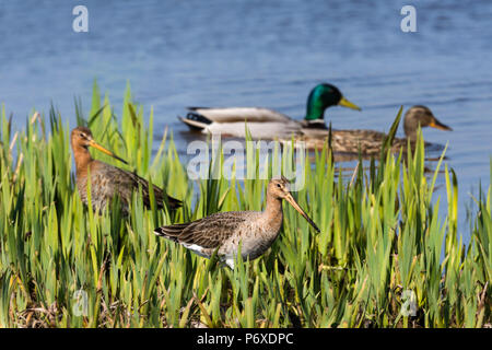 Nero-tailed godwits e germani reali, coppie, il parco nazionale Duinen van Texel, texel, Paesi Bassi Limosa limosa Foto Stock