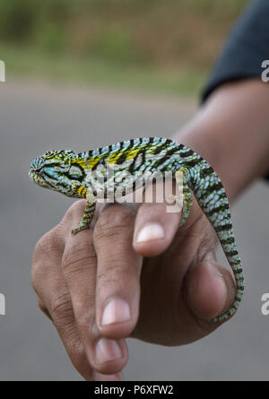 Tappeto camaleonte, Madagascar Foto Stock