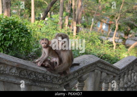 Le scimmie selvatiche in Cambogia Foto Stock