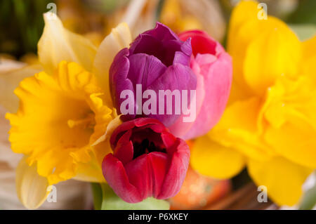 Close up di luminoso colorato tulipani e narcisi Foto Stock