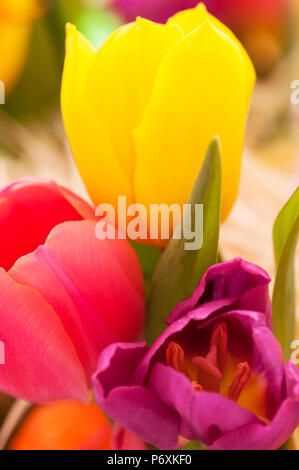 Close up di luminoso colorato i tulipani Foto Stock