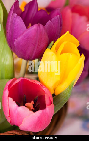 Close up di luminoso colorato i tulipani Foto Stock