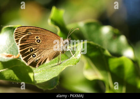 Un grazioso Ringlet Butterfly (Aphantopus hyperantus) appollaiate su una foglia. Foto Stock