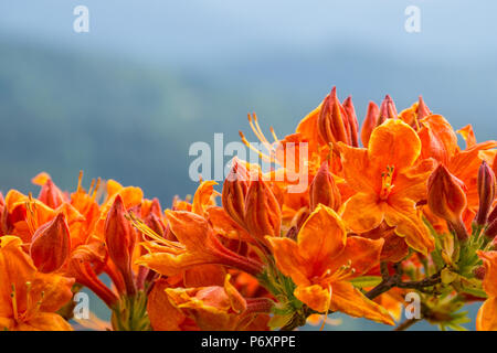 Un intenso colore arancio fiori che sbocciano close up Foto Stock