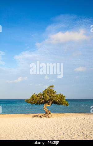 Caraibi, Antille olandesi, Aruba Divi Divi Tree su Eagle Beach Foto Stock