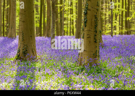 Hallerbos, foresta di faggio in Belgio piena di Blue Bells fiori. Foto Stock