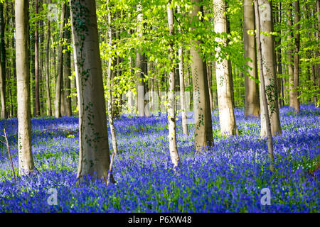 Hallerbos, foresta di faggio in Belgio piena di Blue Bells fiori. Foto Stock