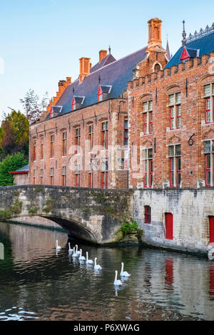 Belgio Fiandre Occidentali (Vlaanderen), Bruges (Brugge). Cigni passare di fronte agli edifici sul canal Groenerei. Foto Stock