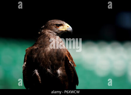 Rufus The Hawk è un Harris's Hawk utilizzato dall'All England Lawn Tennis and Croquet Club per tenere i piccioni lontano dalla loro sede fotografata il secondo giorno del Wimbledon Championships presso l'All England Lawn Tennis and Croquet Club di Wimbledon. PREMERE ASSOCIAZIONE foto. Data immagine: Martedì 3 luglio 2018. Vedi PA storia TENNIS Wimbledon. Il credito fotografico dovrebbe essere: John Walton/PA Wire. Foto Stock