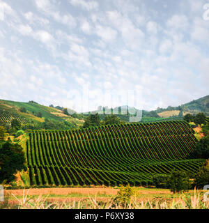 Incredibile paesaggio rurale con verde vigneto Foto Stock